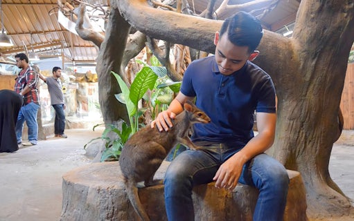 Man interacting with a small kangaroo at KL Tower Mini Zoo, Kuala Lumpur.