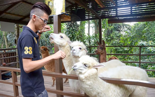 Man feeding alpacas at KL Tower Mini Zoo, Kuala Lumpur.