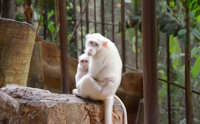 White monkeys sitting on a rock at KL Tower Mini Zoo, Kuala Lumpur.