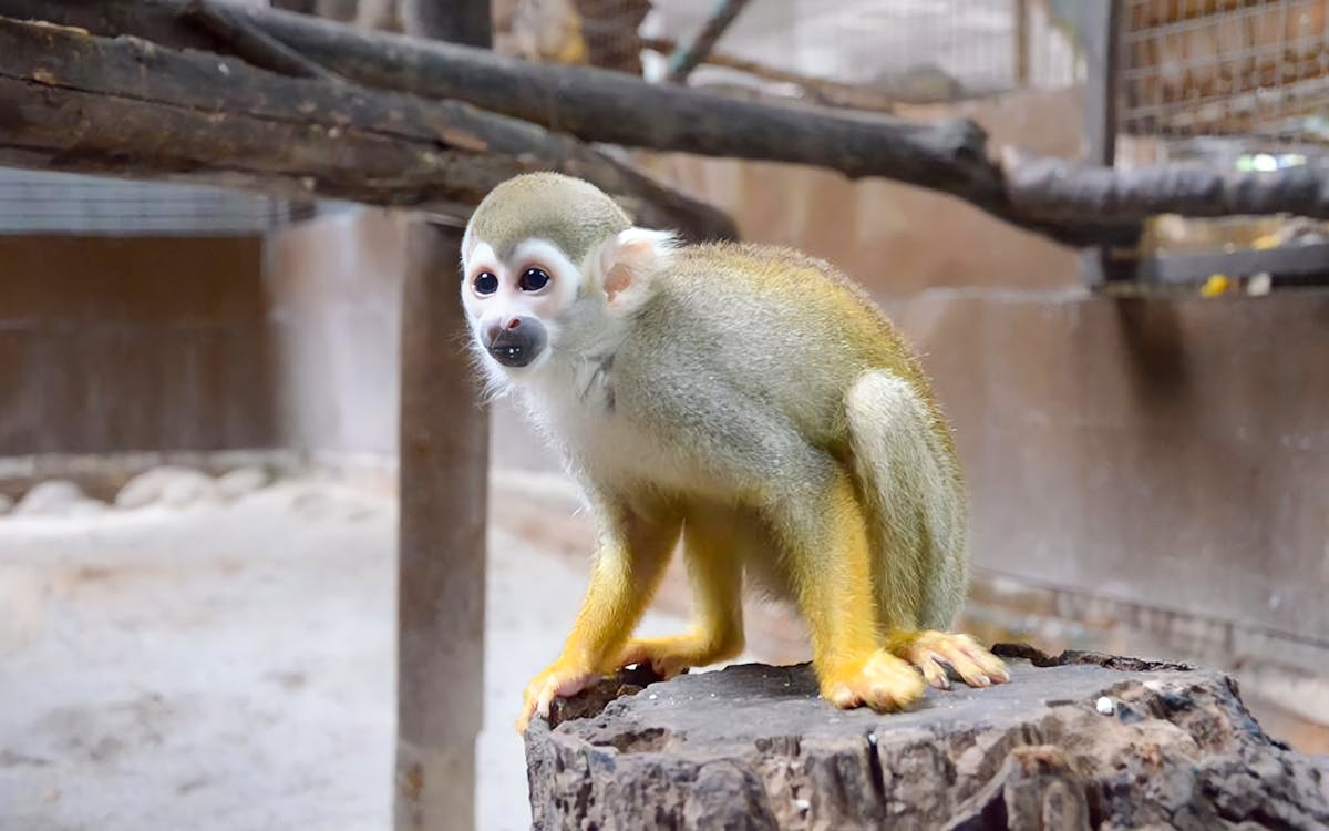 combo: kl tower + kl tower mini zoo tickets-10 combo: kl tower + kl tower mini zoo tickets-10