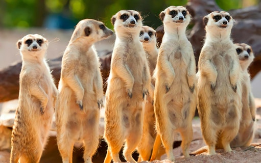 Meerkats standing alert at Kuala Lumpur Tower Mini Zoo.