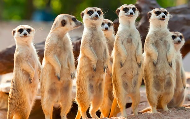 Meerkats standing alert at Kuala Lumpur Tower Mini Zoo.