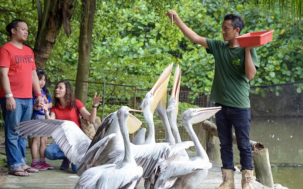 Man feeding pelicans at Farm In The City with visitors watching.