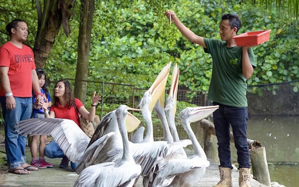 Man feeding pelicans at Farm In The City with visitors watching.