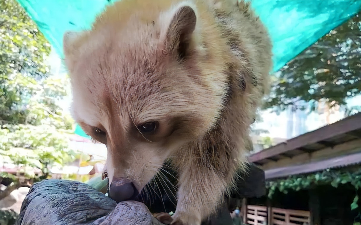 Raccoon exploring a log at Farm In The City.