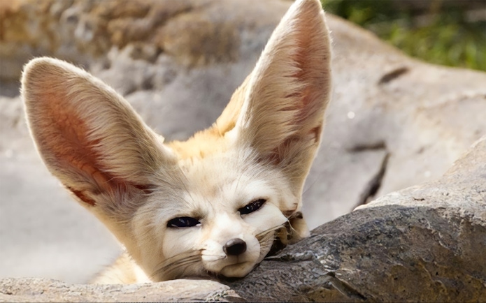 Fennec fox resting on a rock at Farm In The City.