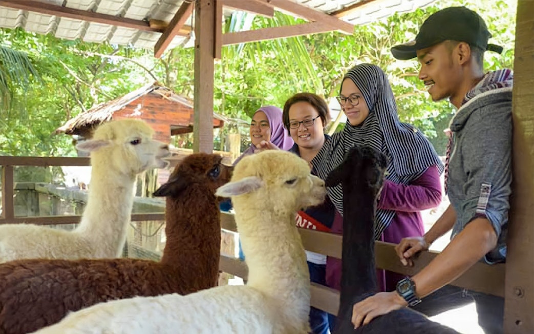 Visitors interacting with alpacas at Farm In The City.