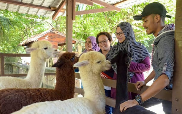 Visitors interacting with alpacas at Farm In The City.