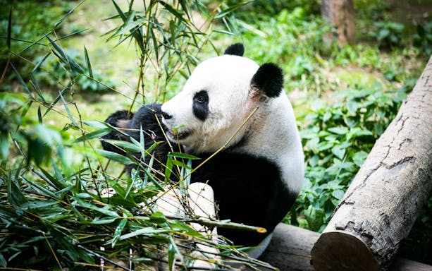 Panda eating bamboo at Zoo Negara Malaysia.