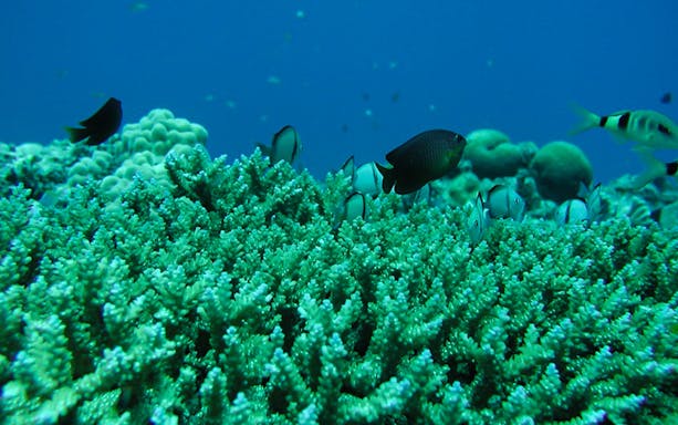 Coral reef with tropical fish in Okinawa during an underwater sightseeing boat ride.