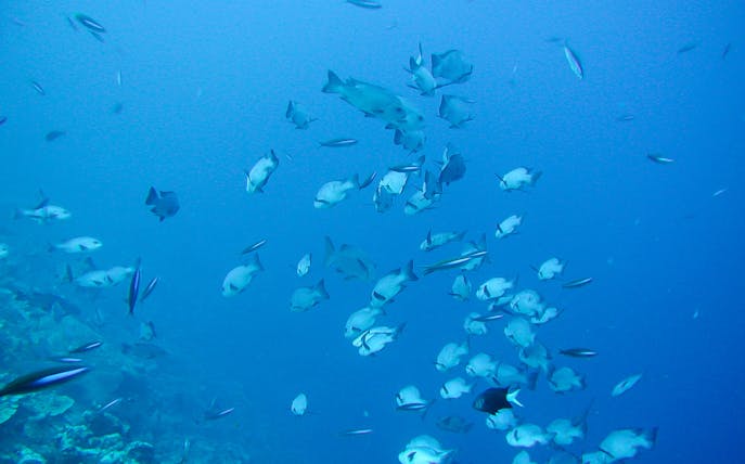 School of fish swimming in clear blue waters during Okinawa underwater sightseeing boat ride.