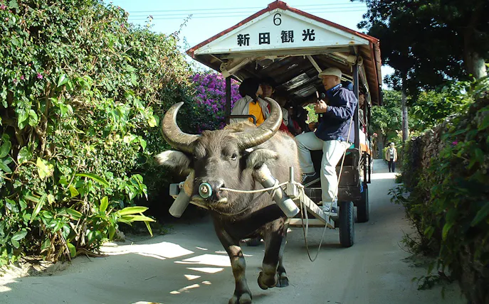 Water buffalo pulling a cart with tourists on Iriomote Island tour.