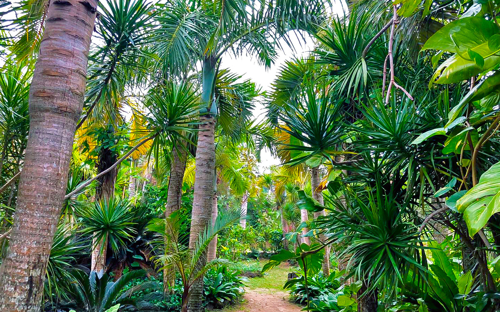 Tropical forest path on Iriomote Island, Japan, surrounded by lush greenery and palm trees.