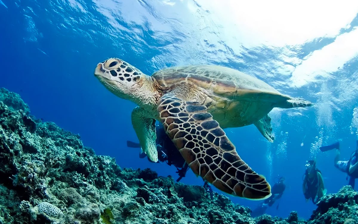 kerama islands diving tour from naha-7 kerama islands diving tour from naha-7