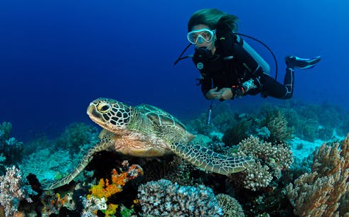Kerama Islands Diving Tour from Naha