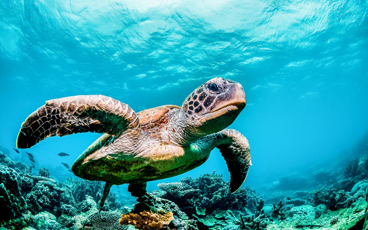 kerama islands diving tour from naha-6 kerama islands diving tour from naha-6