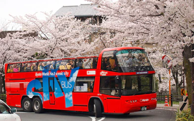 Red double-decker bus on Kyoto sightseeing tour passing cherry blossoms.