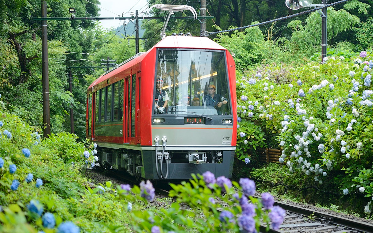 Red train traveling through hydrangea-lined tracks in Hakone, Japan.