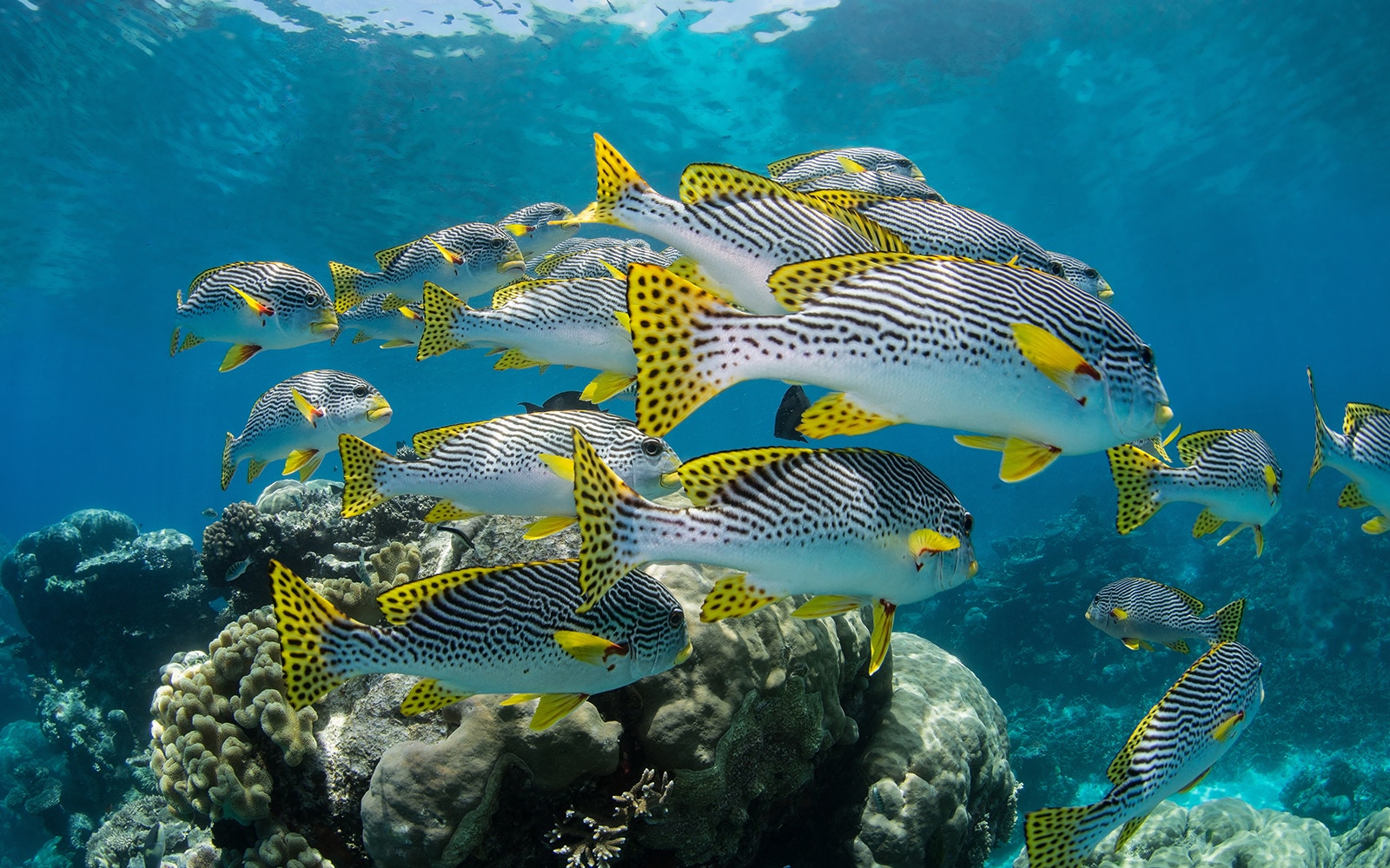 School of fish swimming over coral reef at Cairns Aquarium.