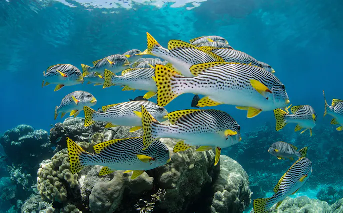 School of fish swimming over coral reef at Cairns Aquarium.