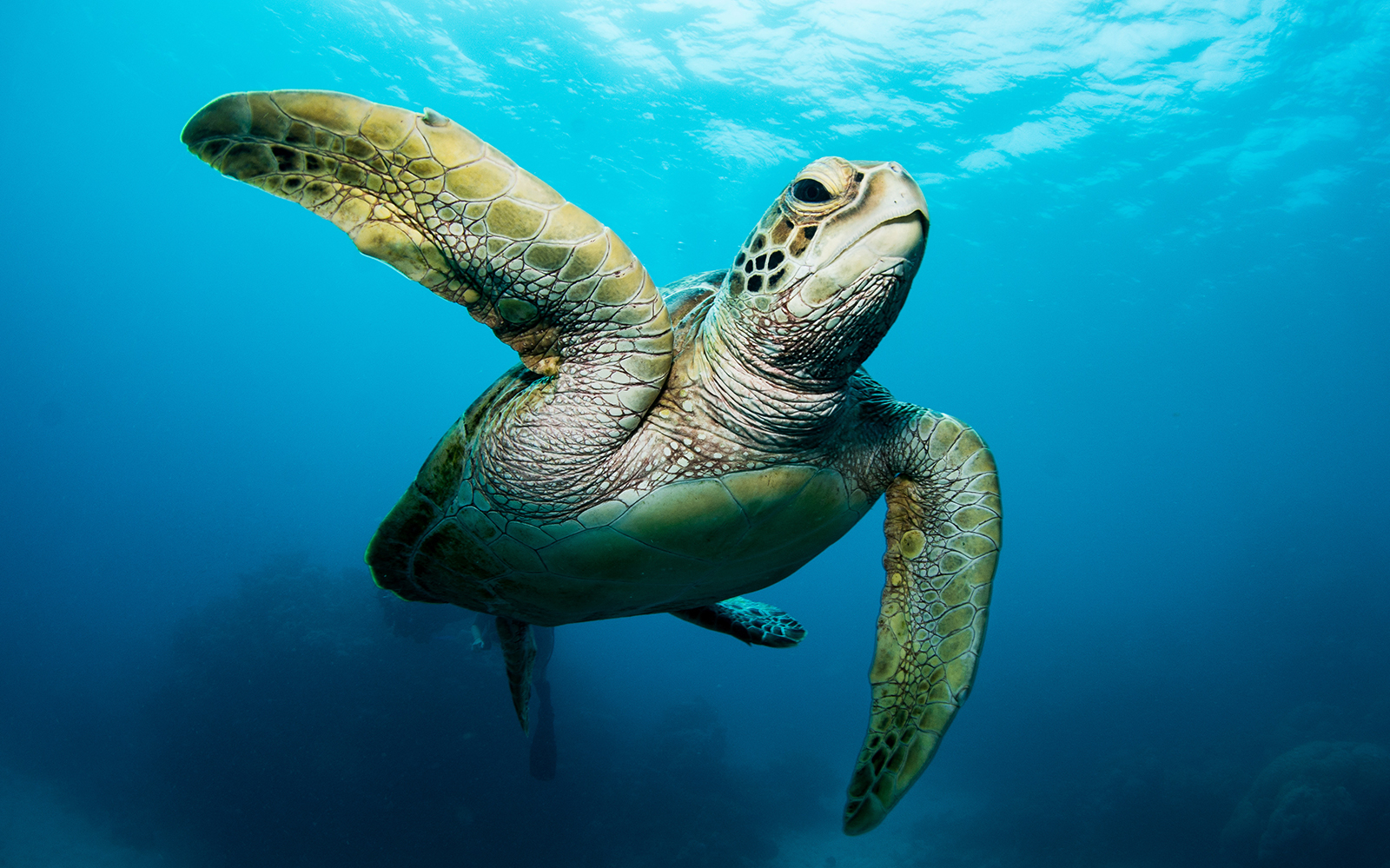 Sea turtle swimming in clear blue water at Cairns Aquarium.