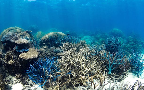 Coral reef underwater scene at Cairns Aquarium, showcasing diverse marine life.