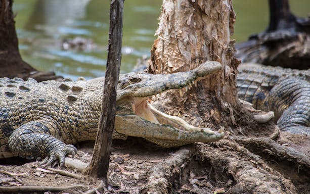 Crocodile resting by a tree at Hartley's Crocodile Adventures, part of the Cairns full day tour.