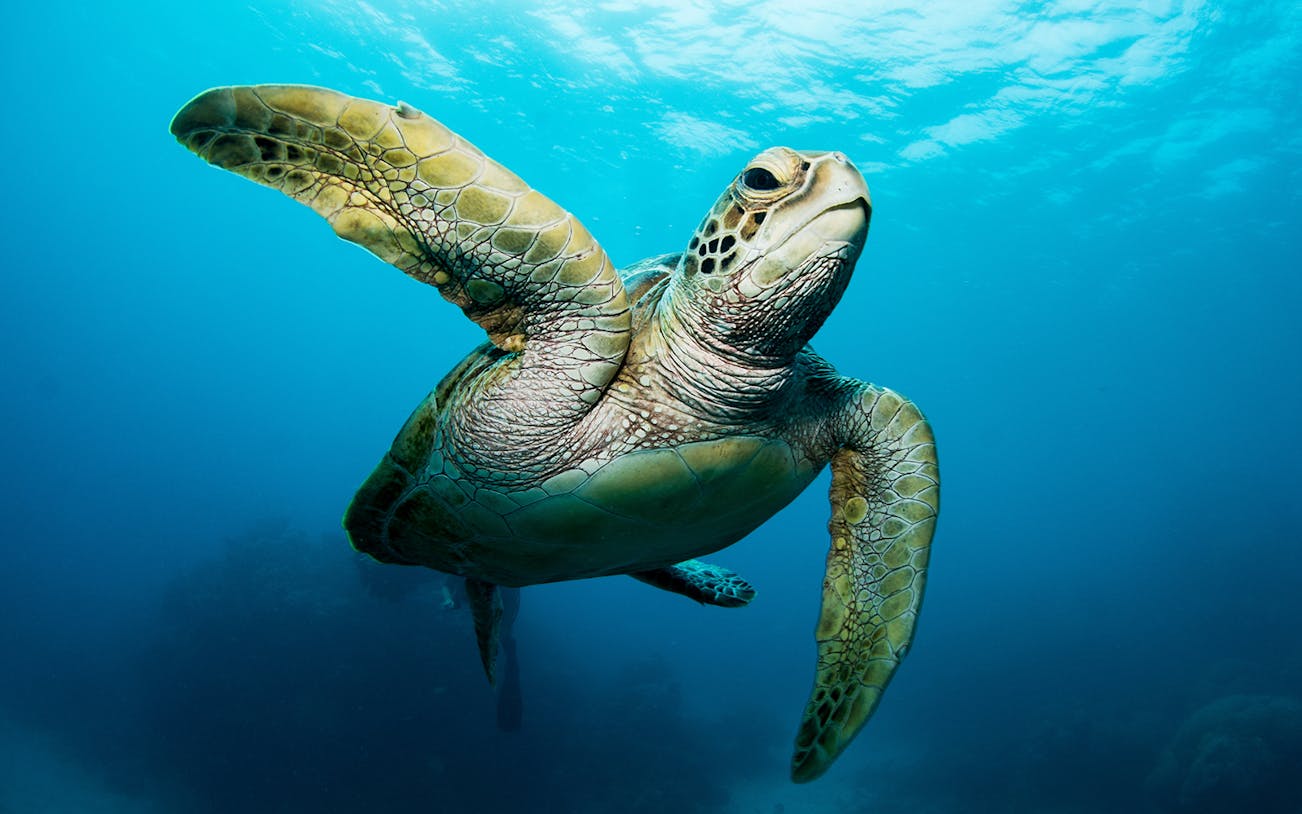 Sea turtle swimming underwater at Cairns Aquarium, part of the Full Day Tour of Hartley's and Cairns.