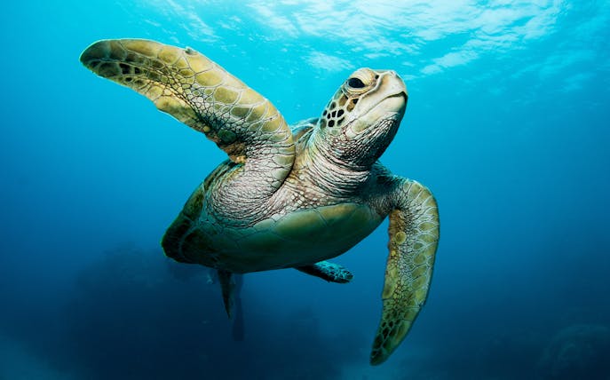 Sea turtle swimming underwater at Cairns Aquarium, part of the Full Day Tour of Hartley's and Cairns.