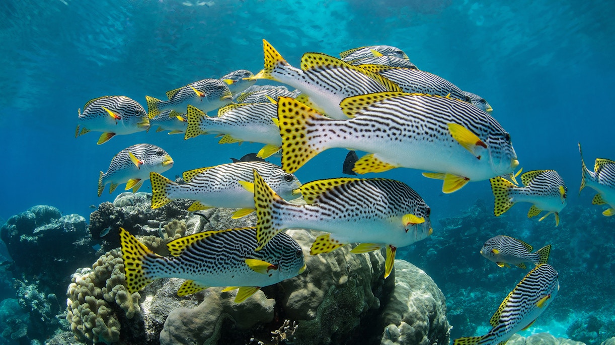 Tropical fish swimming over coral reef in Cairns Aquarium.