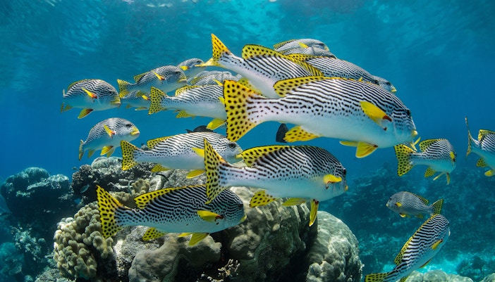 Tropical fish swimming over coral reef in Cairns Aquarium.