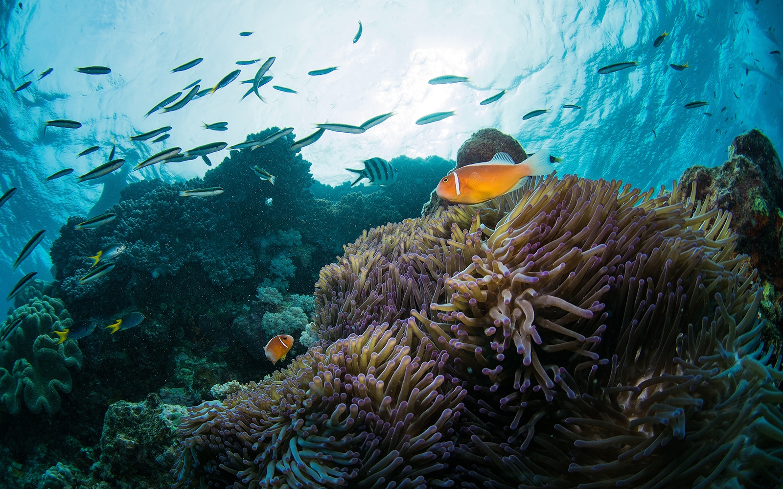 Coral reef with clownfish and small fish at Cairns Aquarium.