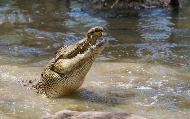 Crocodile emerging from water at Hartley's Crocodile Adventures, part of Cairns full day tour.