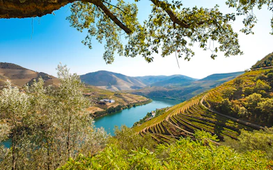 Vineyards along the Douro River in the Douro Valley, Portugal, viewed from a scenic cruise.