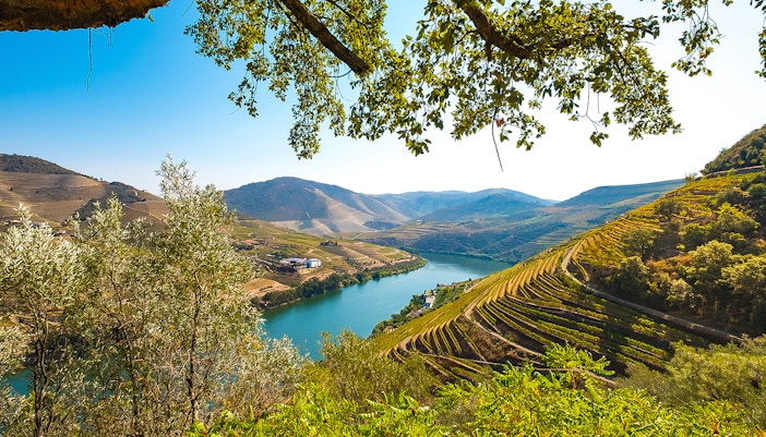 Vineyards along the Douro River in the Douro Valley, Portugal, viewed from a scenic cruise.