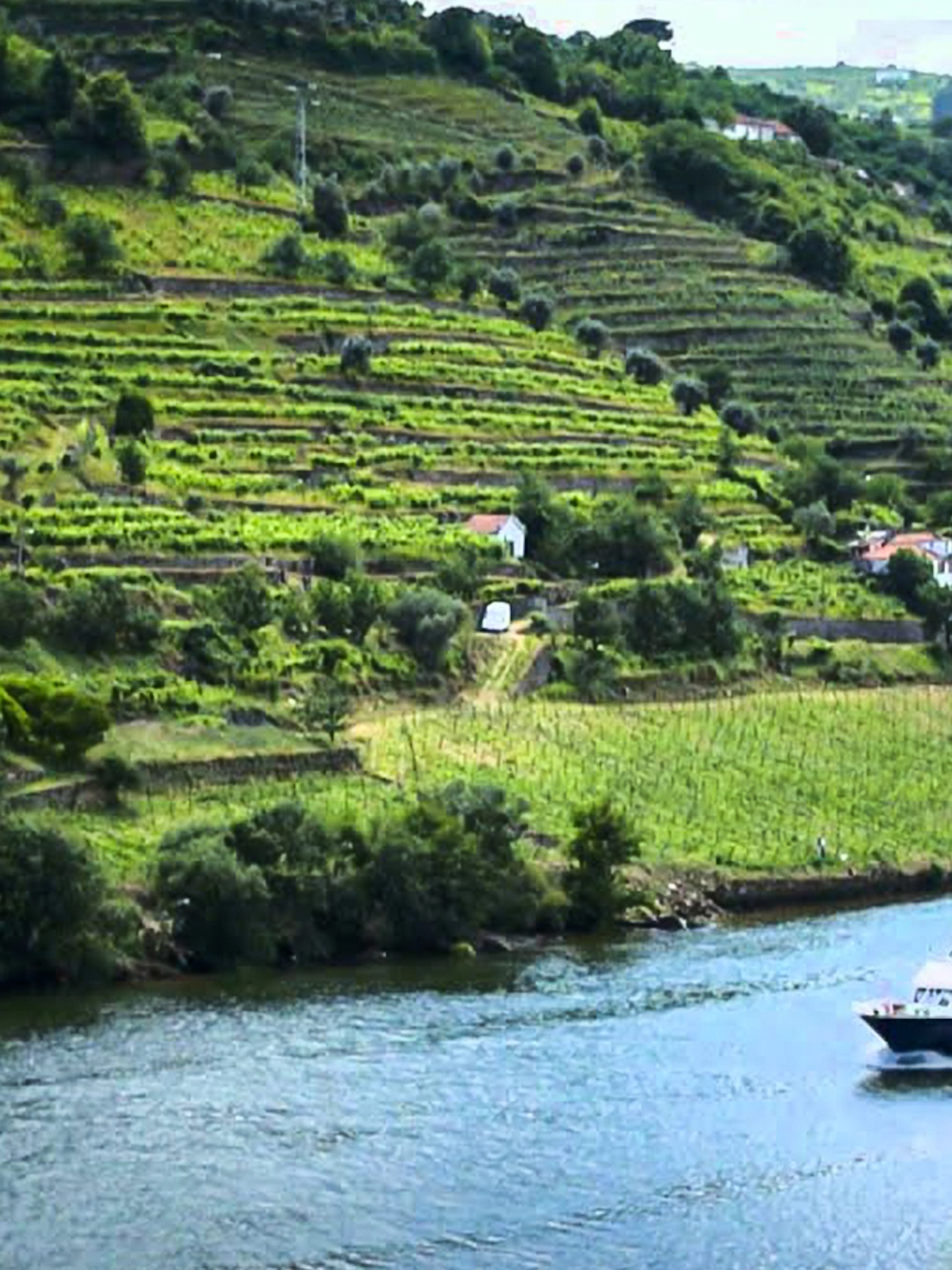 Cruise boat on Douro River with terraced vineyards in Douro Valley, Portugal.