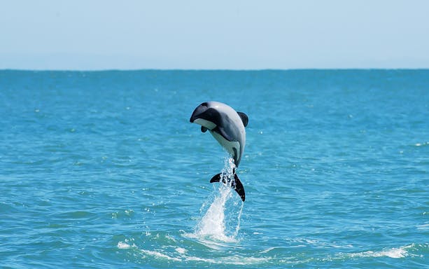 Dolphin leaping from the water during a swim with dolphins cruise in Akaroa.