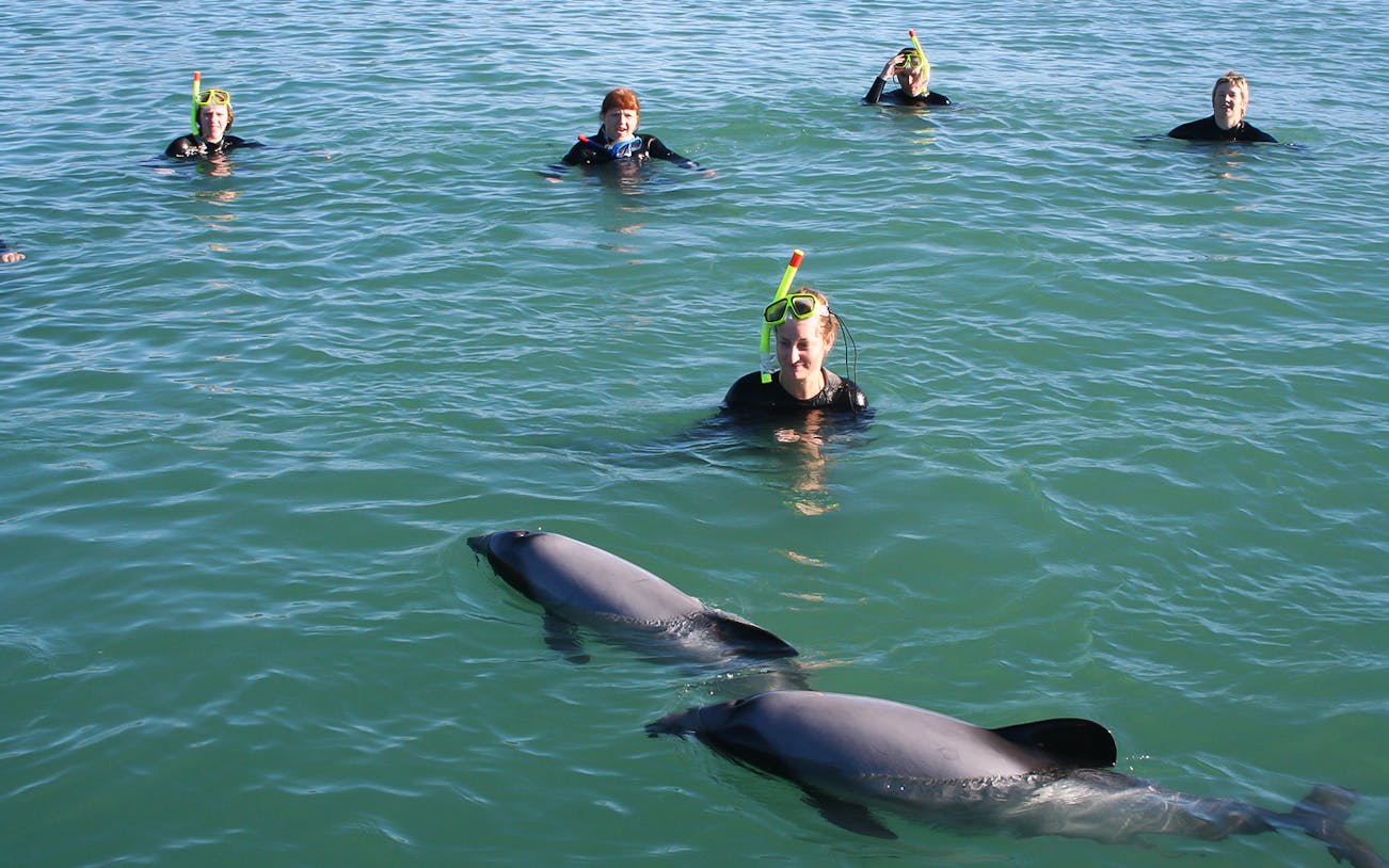 Snorkelers swimming with dolphins in Akaroa waters.