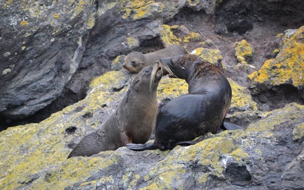 Seals resting on rocky shore during Dolphin & Nature Cruise in Akaroa.