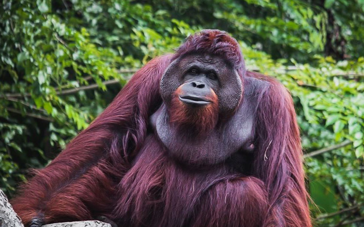 Orangutan at Zoo Melaka surrounded by lush greenery.