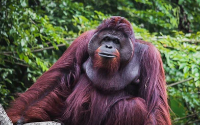 Orangutan at Zoo Melaka surrounded by lush greenery.