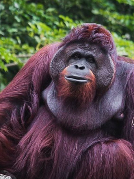 Orangutan at Zoo Melaka surrounded by lush greenery.
