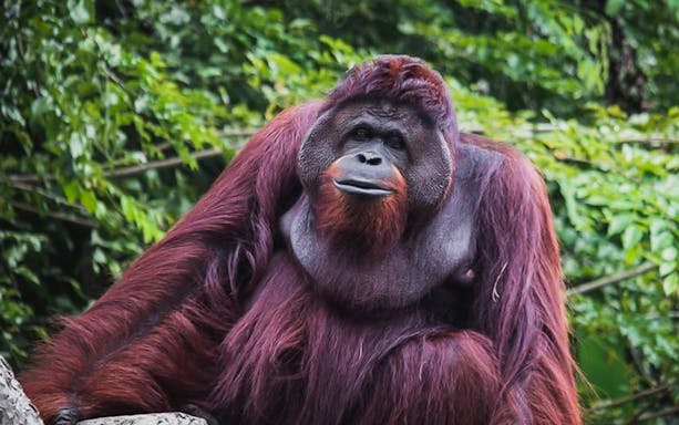 Orangutan at Zoo Melaka surrounded by lush greenery.