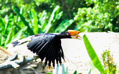 Hornbill in flight at Zoo Melaka, Malaysia.