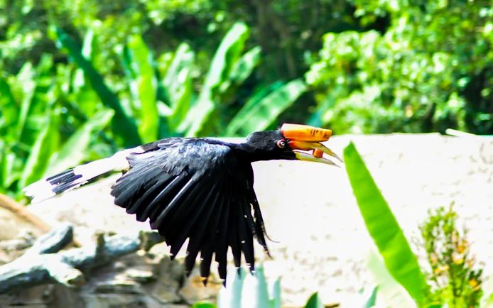 Hornbill in flight at Zoo Melaka, Malaysia.