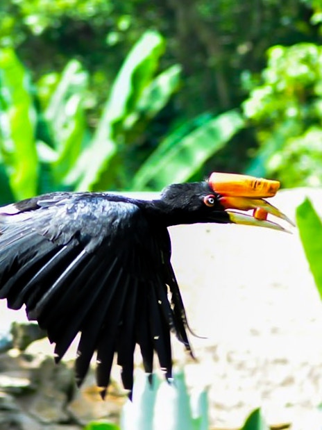 Hornbill in flight at Zoo Melaka, Malaysia.
