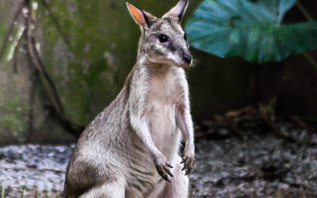 Wallaby at Zoo Melaka exhibit, part of Combo: Zoo Melaka + Melaka Crocodile Park tickets.