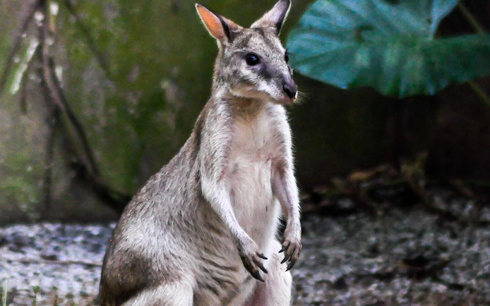 Wallaby at Zoo Melaka exhibit, part of Combo: Zoo Melaka + Melaka Crocodile Park tickets.