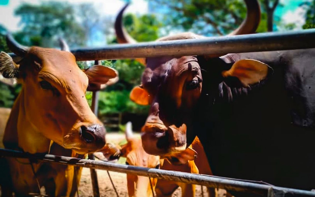 Cattle behind a fence at Zoo Melaka.