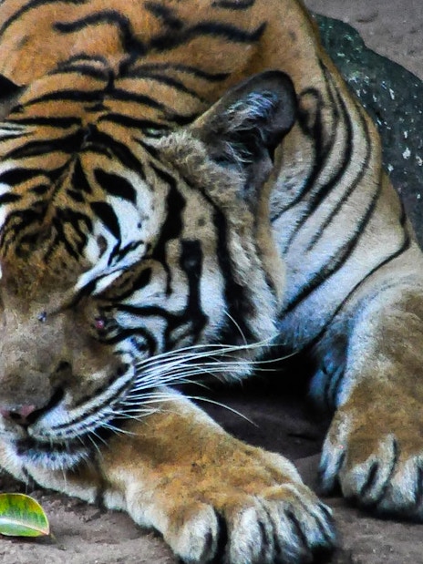 Tiger resting on the ground at Zoo Melaka.